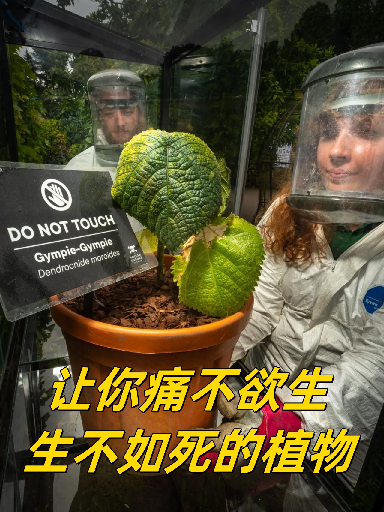 莫莱伤病(莫莱纳之爱)